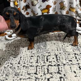 Tini - Dachshund