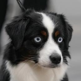 Diamond - Miniature American Shepherd