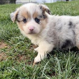 Yang - Blue female Pembroke Welsh Corgi puppy in Hillsville, Virginia from Bonderosa Kennels