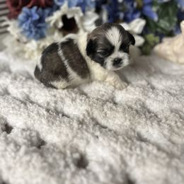 AKC Pooh - Liver and white male Shih Tzu puppy in Elgin, South Carolina from Silver Bells Paw Prints