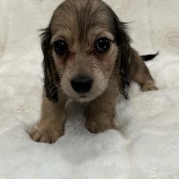 Babe - Dapple female Dachshund puppy in Charleston, Illinois from Gooddach’s Dachshunds