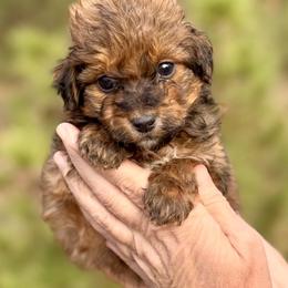 Ridge - Sable male Aussiedoodle puppy in Paoli, Indiana from Brambleberry Doodles