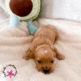 Boy 3 - Apricot male Maltipoo puppy in Kula, Hawaii from Toy Poodle & Maltipoo Maui