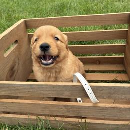 Ariel - Dark golden female Golden Retriever puppy in Middleburg, Pennsylvania from South Hill Golden Retrievers