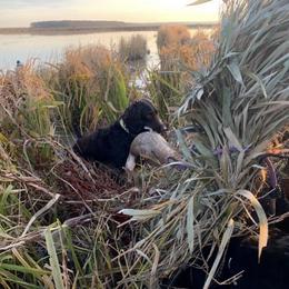 Boykin Spaniel All Grown Up from Honey Run Boykins