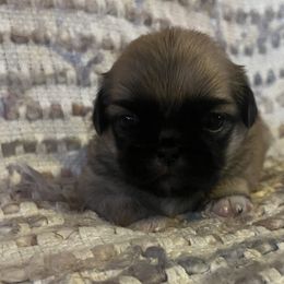 Marcus Aurelius - Fawn sable Pekingese puppy in Marshall, North Carolina from Wild Flower Pekingese
