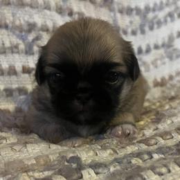 Marcus Aurelius - Fawn sable Pekingese puppy in Marshall, North Carolina from Wild Flower Pekingese