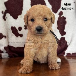 Alan Jackson - Cream male Goldendoodle puppy in Lancaster, Minnesota from North Star Dog Training