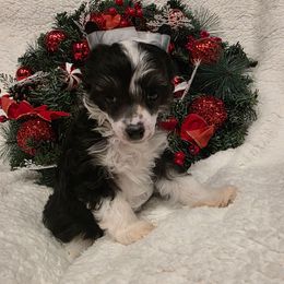 Klaus - Black and white male Chinese Crested puppy in Utah from Mlee puppies
