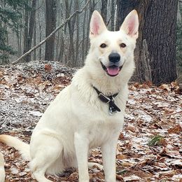 Aerabella - German Shepherd