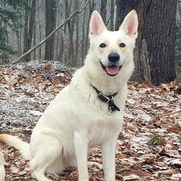 Aerabella - German Shepherd