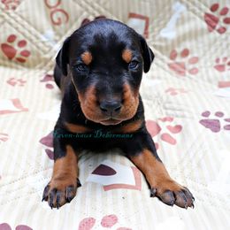 Orange collar 418 - Black and rust female Doberman Pinscher puppy in Harmony, North Carolina from Havenhaus Dobermans