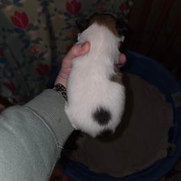 Boy 3 - White black and tan male Papillon puppy in Forest City, North Carolina from Eastern Papillions