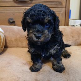 Baxter - Black and tan male Havapoo puppy in Blanch, North Carolina from Faithful Hearts Kennel