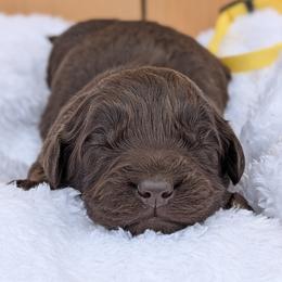 Yellow collar - Brown and white male Aussiedoodle puppy in Coulee City, Washington from Mr and Mrs Doodle Farm