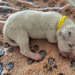 Yellow - White and black female Dalmatian puppy in Jacksonville, North Carolina from Spots and Dots Dalmatians