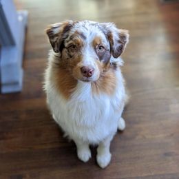 Summer - Australian Shepherd