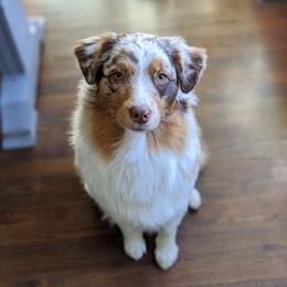 Summer - Australian Shepherd