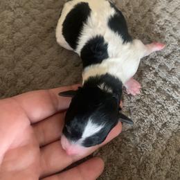 Dottie - Parti female Poodle puppy in Haddam, Kansas from Golden B Acres