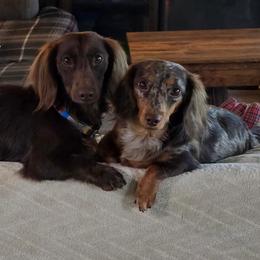 Dachshund puppies from Joplin's Hippo House