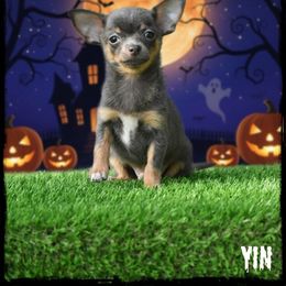 Yin - Blue and tan male Chihuahua puppy in Demorest, Georgia from Sourpatch Chihuahuas