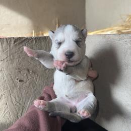 Girl 2 - Gray and white female Siberian Husky puppy in Iron River, Wisconsin from Wiemeri Siberians