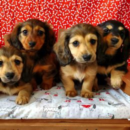Dachshund Puppies from Blue Mountain Dachshunds