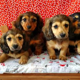 Dachshund Puppies from Blue Mountain Dachshunds