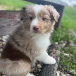Burrito - Red merle male Miniature Australian Shepherd puppy in Bethany, Illinois from Rachel at Marrowbone Creek Aussies
