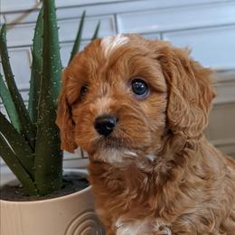 Ben - Red male Cavapoo puppy in Caldwell, Idaho from Terrace Cav's