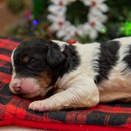 Crystal - Parti female Poodle puppy in Fairfield, Illinois from Positively Doodles