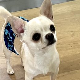 Chihuahuas from Bandits