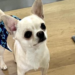 Chihuahuas from Bandits