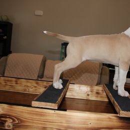 American Pit Bull Terrier Puppies from Mika Tica Kennels