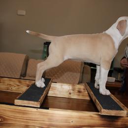 American Pit Bull Terrier Puppies from Mika Tica Kennels