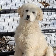 Anne - White Colorado Mountain Dog puppy in Chino Valley, Arizona from Big Sky Acres