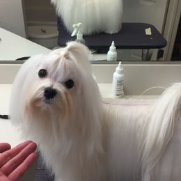 Ryder - Maltese
