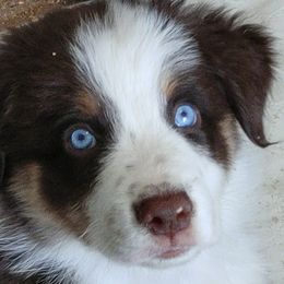 Australian Shepherd Puppies from Craig Creek Aussies