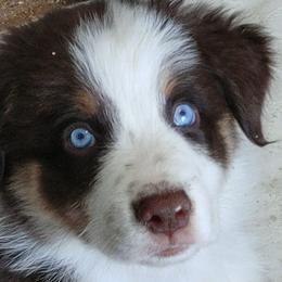 Australian Shepherd Puppies from Craig Creek Aussies