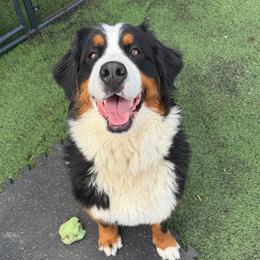 Kenai - Bernese Mountain Dog