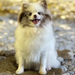Millie - Pomeranian