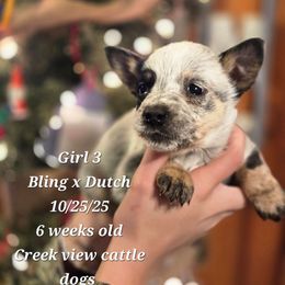 Girl 3 - Blue female Australian Cattle Dog puppy in Monroe, North Carolina from Creek View Cattle Dogs