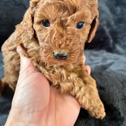 Tigger - Red male Cockapoo puppy in Adrian, Oregon from ApplebyFarm