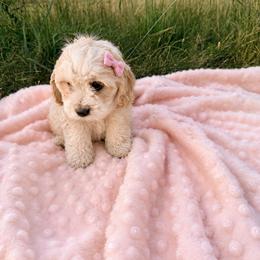 Lilac - Blenheim female Cavachon puppy in Malad, Idaho from Sunny Hill Puppies