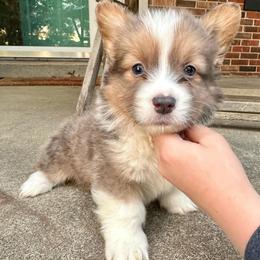 White Collar Boy Gem - White and red male Pembroke Welsh Corgi puppy in Paris, Kentucky from Flat Run Corgis