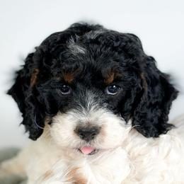 Neptune - Black white and tan male Cockapoo puppy in Pledger, Texas from Sugarbear Cockapoos