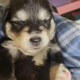 Light Blue - Black and white male Siberian Husky puppy in Swansea, Illinois from Husky B's