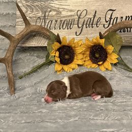 Espresso - White and red male Border Collie puppy in Moody, Texas from Narrow Gate Farm