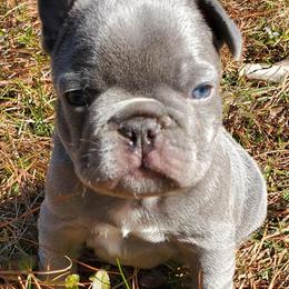Boxers and French Bulldogs from Rowe Boxers & French Bulldogs