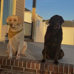 Labrador Retrievers from Weeping Willows Labradors